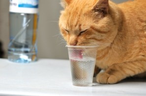 cat-drinking-from-glass