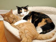 152962428-cats-for-allergy-sufferers-632x475