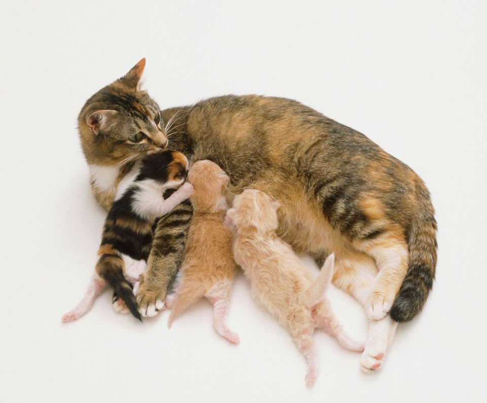 cat-with-kittens