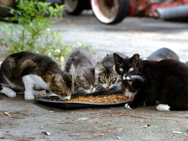 feral cats feeding