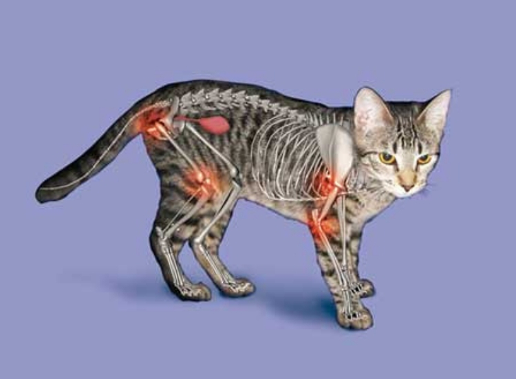 Arthritis and Joint Pain in Cats