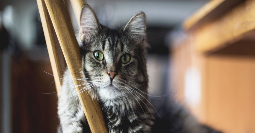 adopting a senior cat