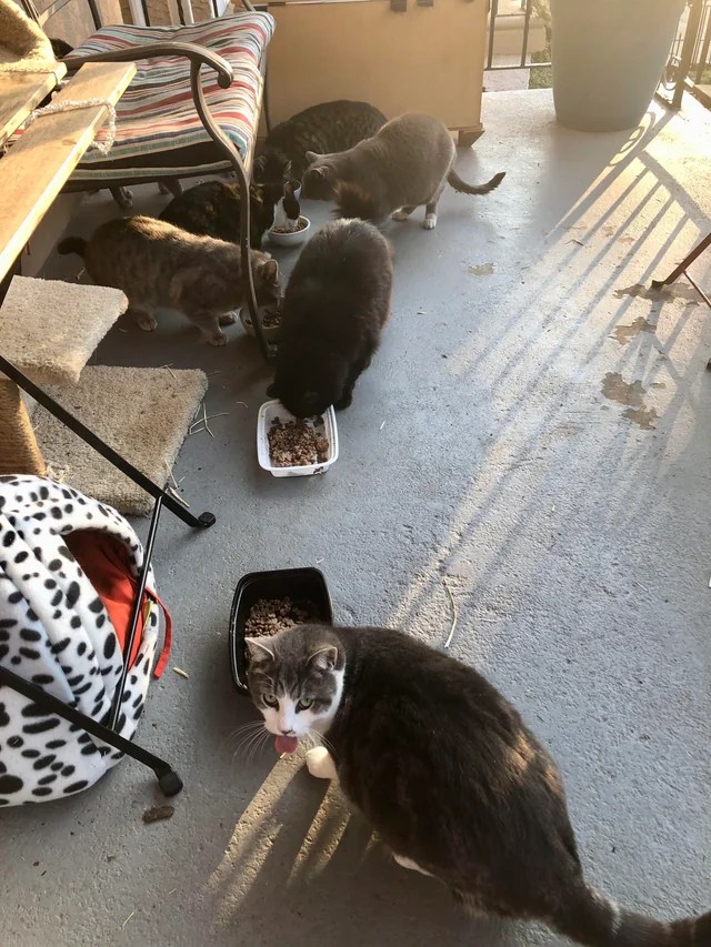 Providing Food, Water, and Shelter