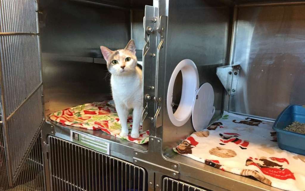 Additional Resources and Support