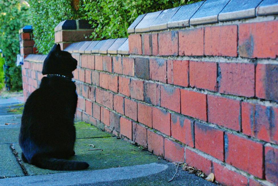 Why do cats stare at the wall for no reason?