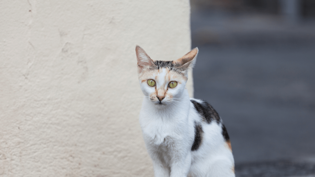 How to Befriend a Stray Cat