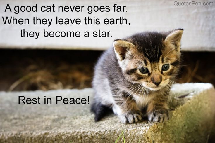 Rest in Peace Cat Quotes