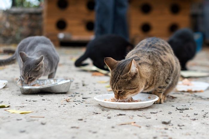 Identifying Stray vs. Feral Cats
