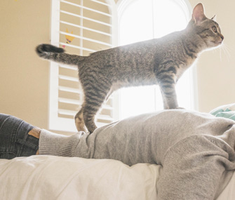 Why Does My Cat Walk on Me? 